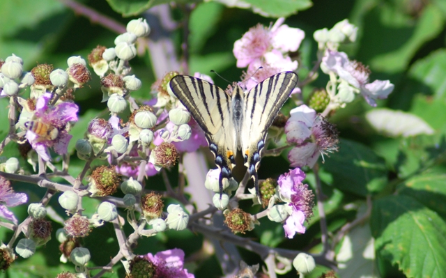 Sconosciuta - Iphiclides podalirius